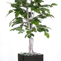 Figuier Des Banyans Artificiel 180 Cm 5 Figuier Des Banyans Artificiel 180 Cm -Promos Jardesia Magasin 63f6080d6f8413.78538254