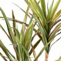 Dracaena Artificiel 3 Troncs En Pot H 190 Cm Vert-rose - Choisissez Votre Hauteu 5 Dracaena Artificiel 3 Troncs En Pot H 190 Cm Vert-rose - Choisissez Votre Hauteu -Promos Jardesia Magasin 63f6080eed8fa5.04248027