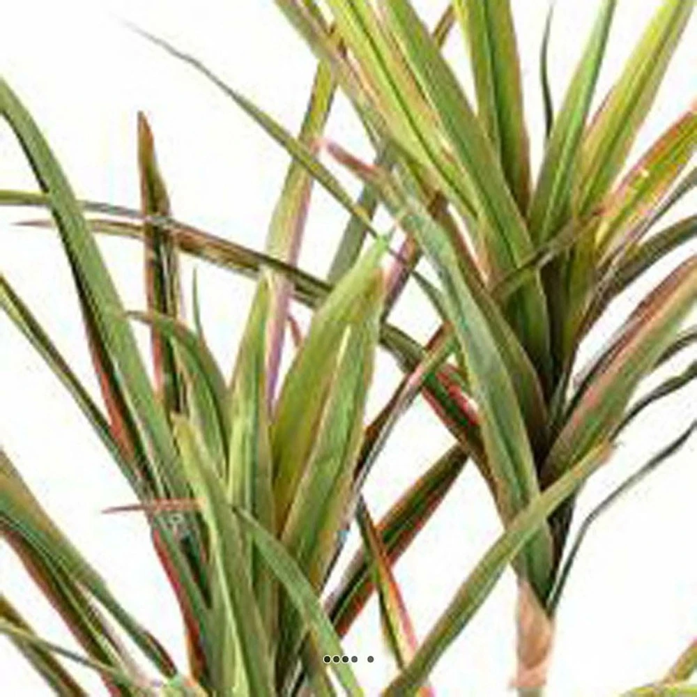 Dracaena Artificiel 3 Troncs En Pot H 190 Cm Vert-rose - Choisissez Votre Hauteu 3 Dracaena Artificiel 3 Troncs En Pot H 190 Cm Vert-rose - Choisissez Votre Hauteu – Image 3