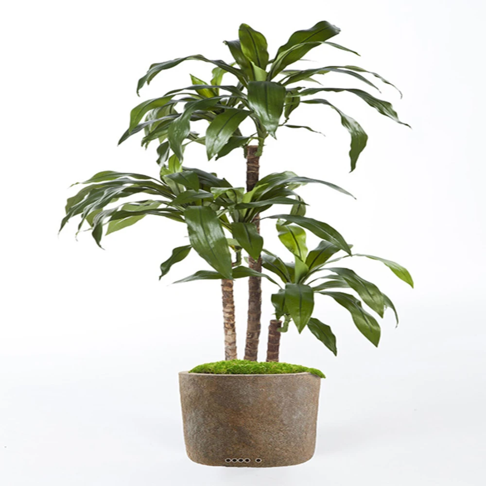Dracaena Artificiel Fragrans 3 Troncs En Pot H 120 Cm Vert D 60 Cm - Choisissez 1 Dracaena Artificiel Fragrans 3 Troncs En Pot H 120 Cm Vert D 60 Cm - Choisissez