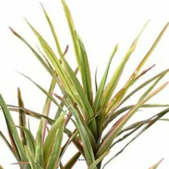 Dracaena Artificiel 3 Troncs En Pot H 140 Cm Vert-rose - Choisissez Votre Hauteu 5 Dracaena Artificiel 3 Troncs En Pot H 140 Cm Vert-rose - Choisissez Votre Hauteu -Promos Jardesia Magasin 63f60813341f08.51363090