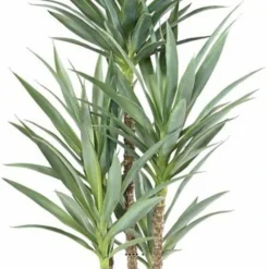 Yucca Artificiel Multitroncs En Pot H 150 Cm Feuillage Plastique 5 Yucca Artificiel Multitroncs En Pot H 150 Cm Feuillage Plastique -Promos Jardesia Magasin 63f6081fa7ec67.28473252
