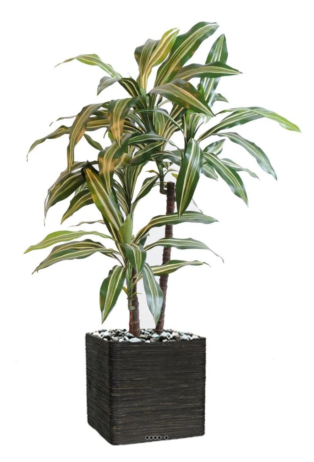 Dracaena Artificiel 3 Têtes H 90 Cm En Pot Vert-jaune 3 Dracaena Artificiel 3 Têtes H 90 Cm En Pot Vert-jaune – Image 3