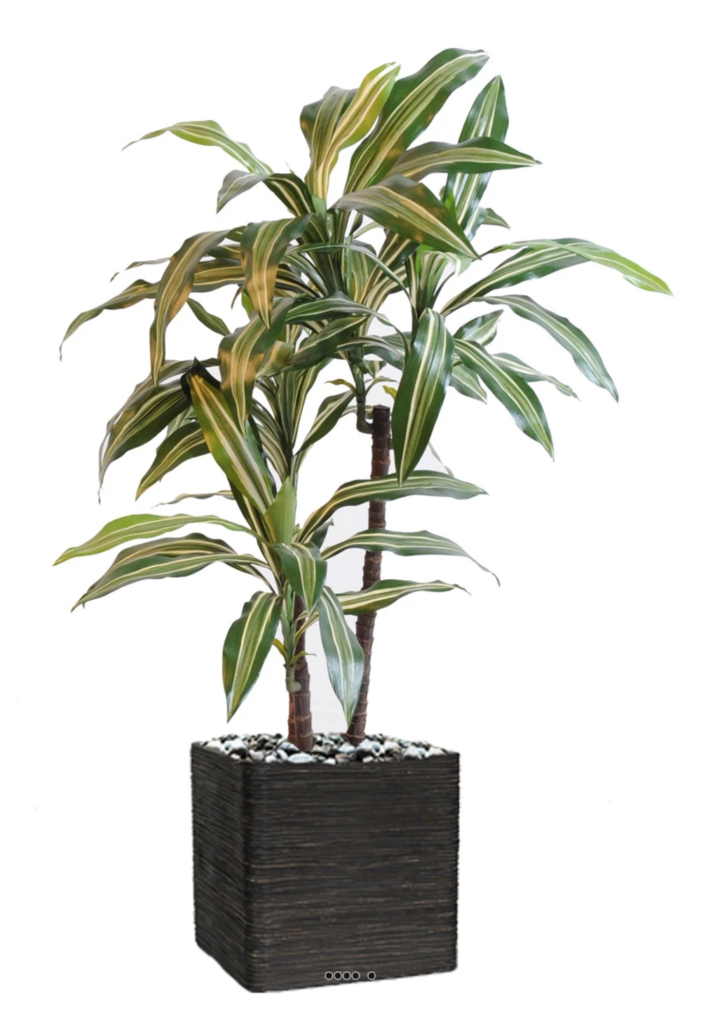 Dracaena Artificiel 3 Têtes H 90 Cm En Pot Vert-jaune 1 Dracaena Artificiel 3 Têtes H 90 Cm En Pot Vert-jaune