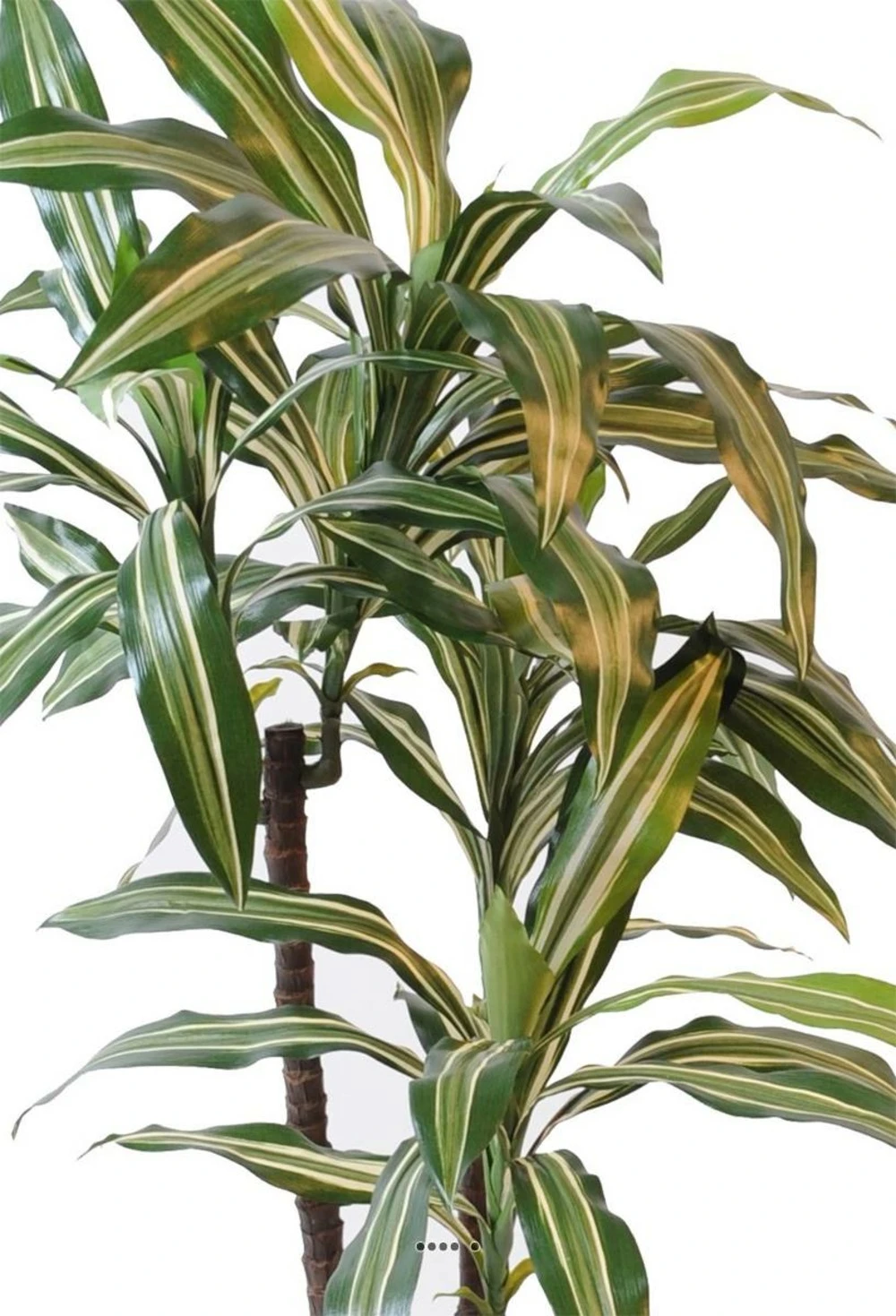 Dracaena Artificiel 3 Têtes H 90 Cm En Pot Vert-jaune 2 Dracaena Artificiel 3 Têtes H 90 Cm En Pot Vert-jaune – Image 2