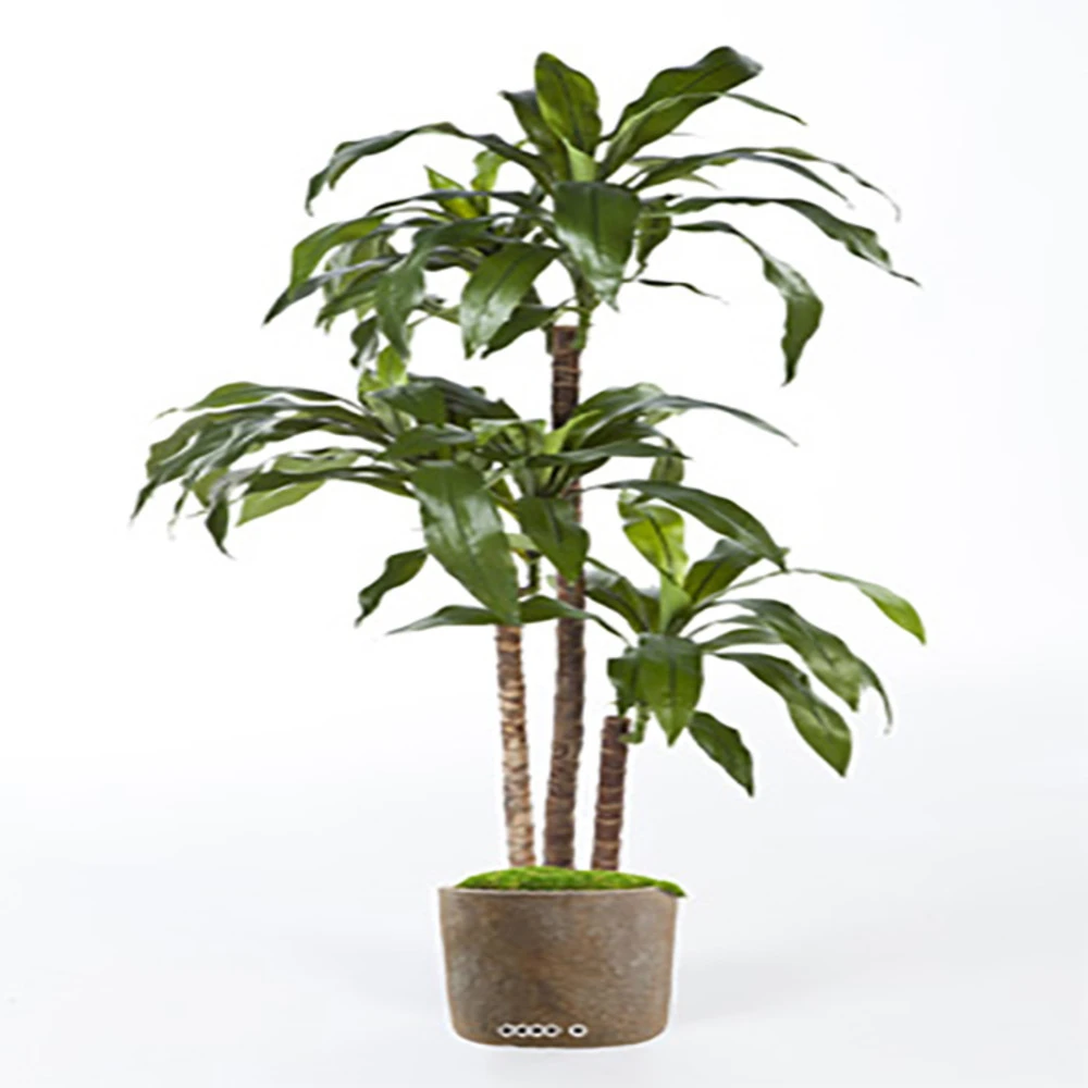 Dracaena Artificiel Fragrans 3 Troncs En Pot H 150 Cm Vert D 70 Cm - Choisissez 1 Dracaena Artificiel Fragrans 3 Troncs En Pot H 150 Cm Vert D 70 Cm - Choisissez
