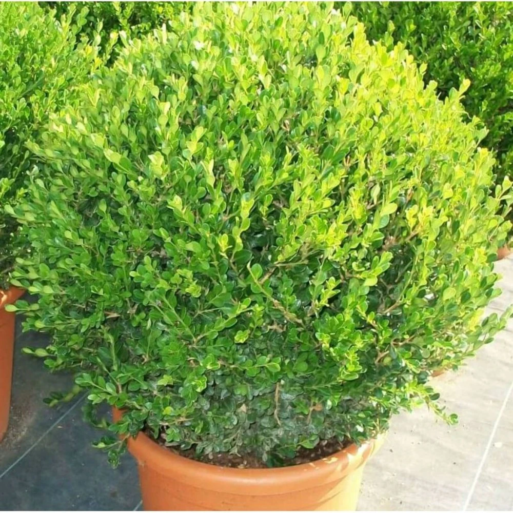 Buxus Microphylla 'faulkner' (buis Commun ) - Taille Pot De 7 Litres ? 80/100 Cm 1 Buxus Microphylla 'faulkner' (buis Commun ) - Taille Pot De 7 Litres ? 80/100 Cm