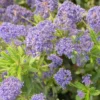 Ceanothe X Italian Skies/pot De 4l - 40/60 Cm
