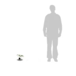 Ceanothe X Italian Skies/pot De 4l - 40/60 Cm 8 Ceanothe X Italian Skies/pot De 4l - 40/60 Cm -Promos Jardesia Magasin 63fdf4475668c7.74020534