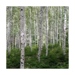 Bouleau Utilis Doorenbos/pot De 10l - 175/200 Cm -Promos Jardesia Magasin 63fdf44b2f8ad8.14824164