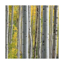 Bouleau Utilis Doorenbos/pot De 10l - 175/200 Cm