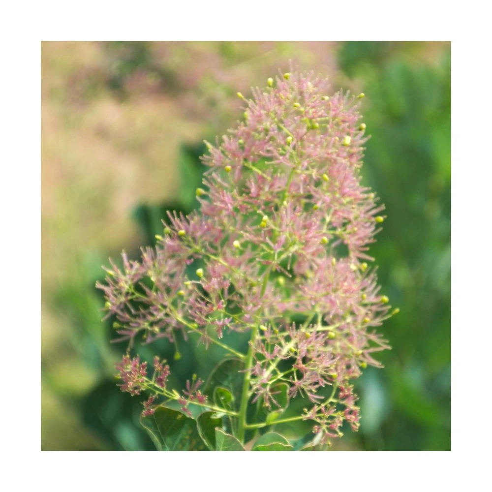 Arbre à Perruque Coggygria Young Lady/pot De 4l - 60/120 Cm 2 Arbre à Perruque Coggygria Young Lady/pot De 4l - 60/120 Cm – Image 2