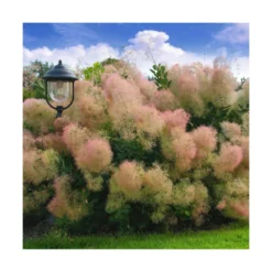 Arbre à Perruque Coggygria Young Lady/pot De 4l - 60/120 Cm 7 Arbre à Perruque Coggygria Young Lady/pot De 4l - 60/120 Cm -Promos Jardesia Magasin 63fdf44cdb46d9.81468895