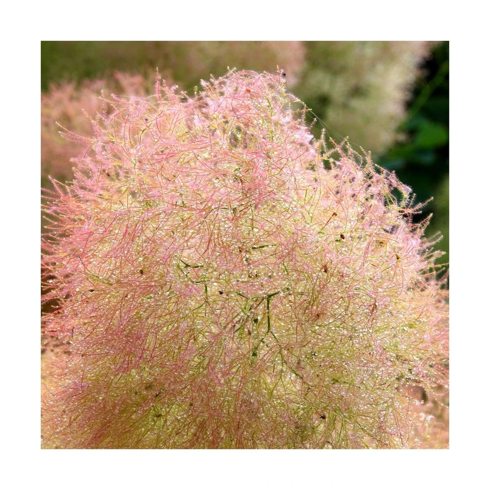 Arbre à Perruque Coggygria Young Lady/pot De 4l - 60/120 Cm 5 Arbre à Perruque Coggygria Young Lady/pot De 4l - 60/120 Cm – Image 5