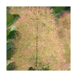 Arbre à Perruque Coggygria Young Lady/pot De 4l - 60/120 Cm 8 Arbre à Perruque Coggygria Young Lady/pot De 4l - 60/120 Cm -Promos Jardesia Magasin 63fdf44ce79c90.42812212