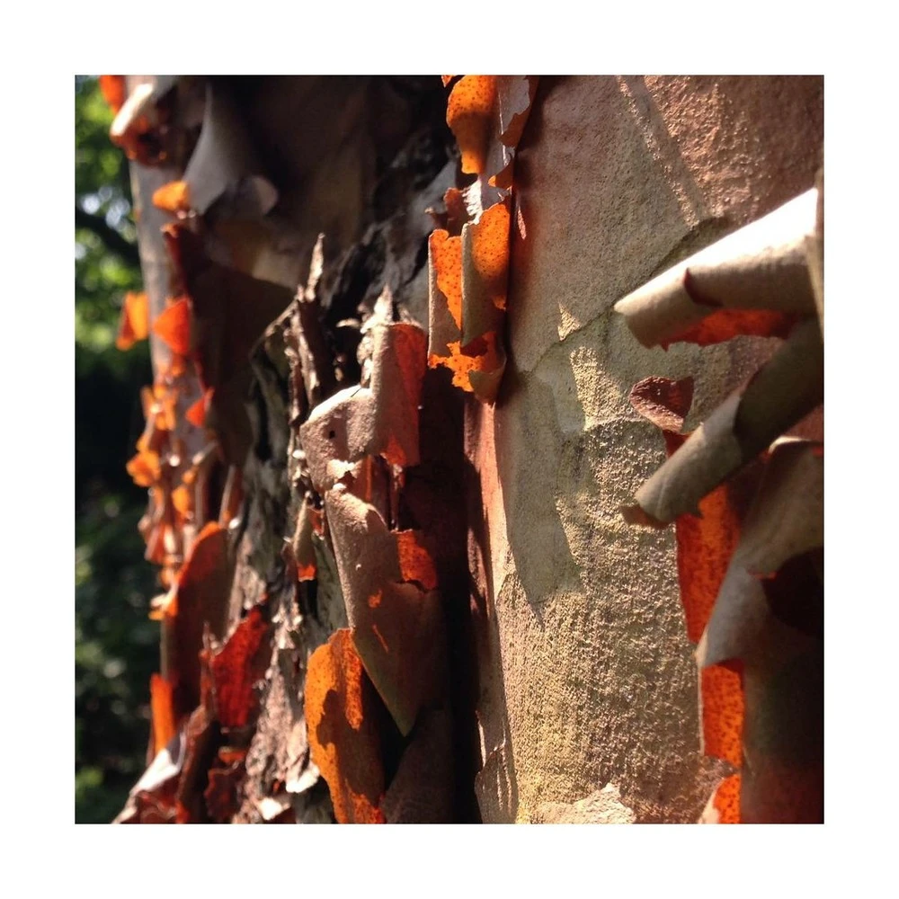 Érable à écorce De Papier/pot De 10l - 80/120 Cm 3 Érable à écorce De Papier/pot De 10l - 80/120 Cm – Image 3