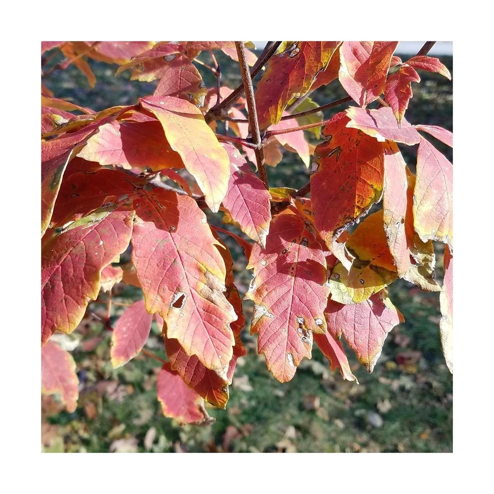 Érable à écorce De Papier/pot De 10l - 80/120 Cm 2 Érable à écorce De Papier/pot De 10l - 80/120 Cm – Image 2