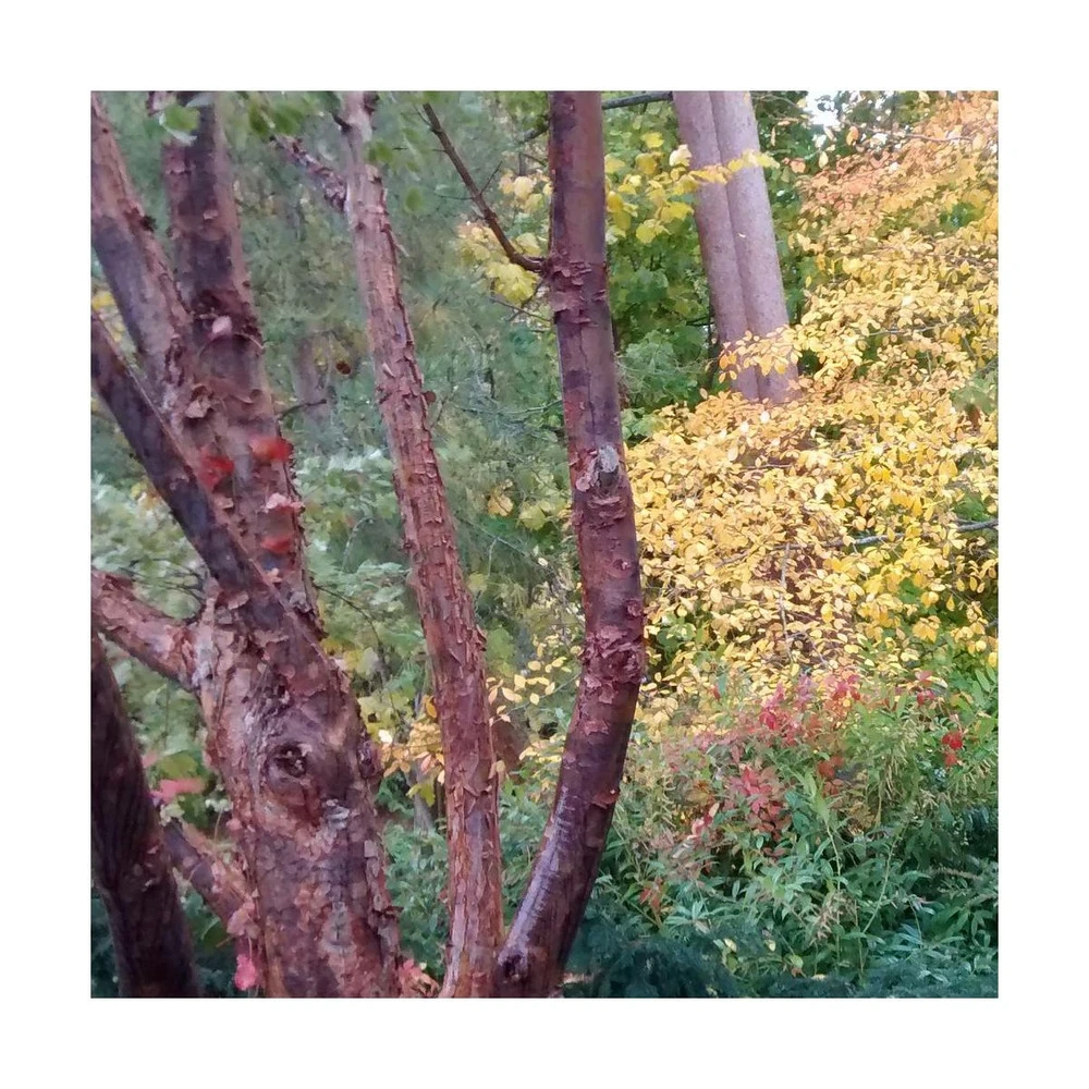 Érable à écorce De Papier/pot De 10l - 80/120 Cm 4 Érable à écorce De Papier/pot De 10l - 80/120 Cm – Image 4