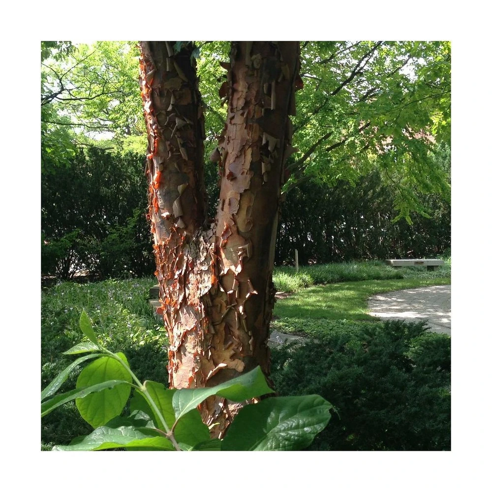 Érable à écorce De Papier/pot De 10l - 80/120 Cm 1 Érable à écorce De Papier/pot De 10l - 80/120 Cm