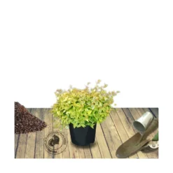 Abélie à Grandes Fleurs Kaleidoscope®/pot De 4l - 40/60 Cm -Promos Jardesia Magasin 63fdf45374d855.11333165