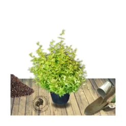 Abélie à Grandes Fleurs Kaleidoscope®/pot De 4l - 40/60 Cm -Promos Jardesia Magasin 63fdf4537c3952.20059920