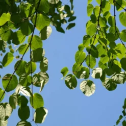 Arbre Au Caramel Japonicum/pot De 5l - 80/100 Cm -Promos Jardesia Magasin 63fdf472835572.34793478