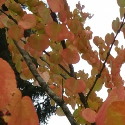 Arbre Au Caramel Japonicum/pot De 5l - 80/100 Cm -Promos Jardesia Magasin 63fdf4728e9946.94455242