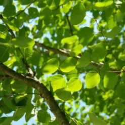 Arbre Au Caramel Japonicum/pot De 5l - 80/100 Cm -Promos Jardesia Magasin 63fdf472927303.75361738