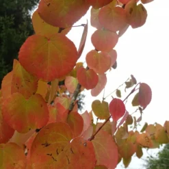 Arbre Au Caramel Japonicum/pot De 5l - 80/100 Cm -Promos Jardesia Magasin 63fdf4729a6164.27611430