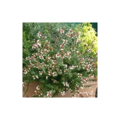 Abélie à Grandes Fleurs Sherwood/pot De 4l - 40/60 Cm -Promos Jardesia Magasin 63fdf47942f355.03735194