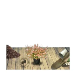 Abélie à Grandes Fleurs Sherwood/pot De 4l - 40/60 Cm -Promos Jardesia Magasin 63fdf47959f271.84221600