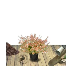 Abélie à Grandes Fleurs Sherwood/pot De 4l - 40/60 Cm -Promos Jardesia Magasin 63fdf4795d6a39.50683103