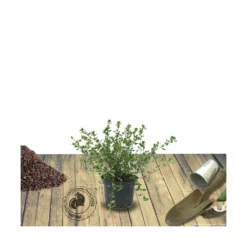 Ceanothe Thyrsiflorus Var. Repens/pot De 4l - 40/60 Cm -Promos Jardesia Magasin 63fdf47b3b4e69.46135419