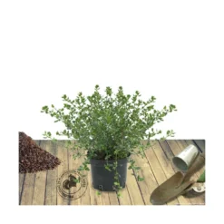 Ceanothe Thyrsiflorus Var. Repens/pot De 4l - 40/60 Cm -Promos Jardesia Magasin 63fdf47b4e22a6.91186754