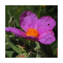 Ciste Pourpre Purpureus/pot De 4l - 40/60 Cm -Promos Jardesia Magasin 63fdf48094f861.80590374