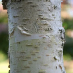 Bouleau Utilis/pot De 10l - 175/200 Cm