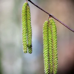 Bouleau Utilis/pot De 10l - 175/200 Cm -Promos Jardesia Magasin 63fdf484017194.22140049