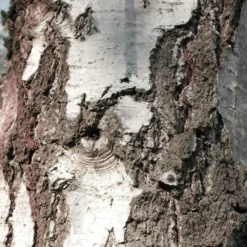 Bouleau Utilis/pot De 10l - 175/200 Cm -Promos Jardesia Magasin 63fdf48416b7f7.95793162