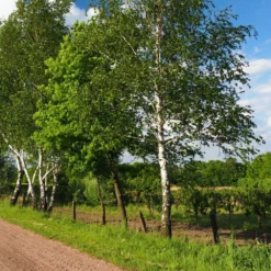 Bouleau Utilis/pot De 10l - 175/200 Cm -Promos Jardesia Magasin 63fdf4841d7761.55433812