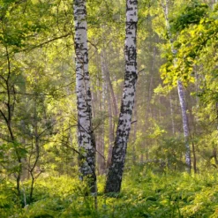 Bouleau Utilis/pot De 10l - 175/200 Cm -Promos Jardesia Magasin 63fdf484219600.31420579