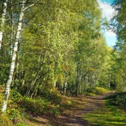 Bouleau Utilis/pot De 10l - 175/200 Cm -Promos Jardesia Magasin 63fdf484263c31.45047947