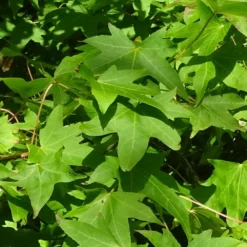 Copalme D'amérique Styraciflua Worplesdon/pot De 10l - 125/150 Cm 6 Copalme D'amérique Styraciflua Worplesdon/pot De 10l - 125/150 Cm -Promos Jardesia Magasin 6400986459fd07.20346548