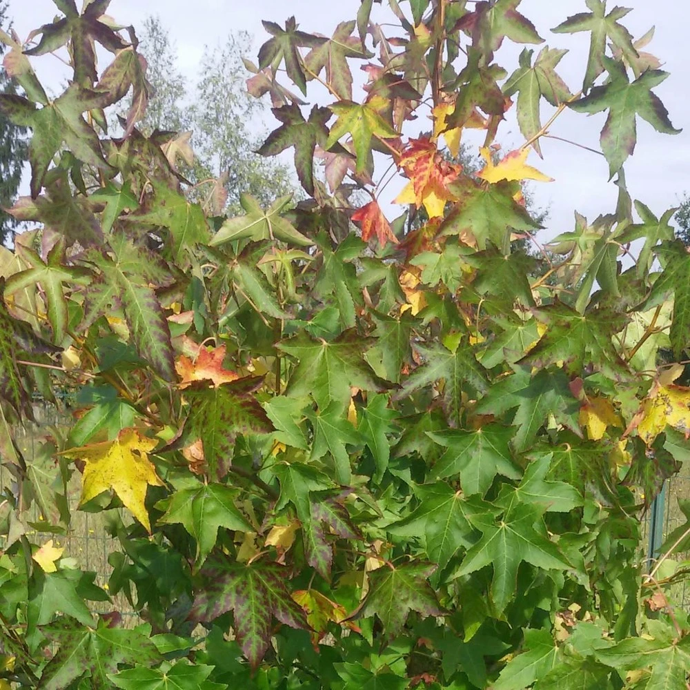 Copalme D'amérique Styraciflua Worplesdon/pot De 10l - 125/150 Cm 2 Copalme D'amérique Styraciflua Worplesdon/pot De 10l - 125/150 Cm – Image 2