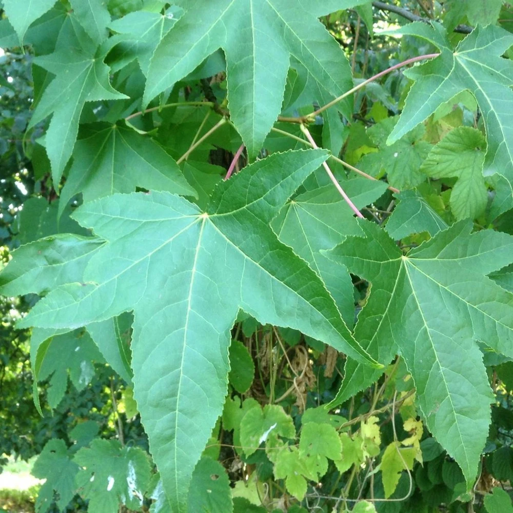 Copalme D'amérique Styraciflua Worplesdon/pot De 10l - 125/150 Cm 1 Copalme D'amérique Styraciflua Worplesdon/pot De 10l - 125/150 Cm