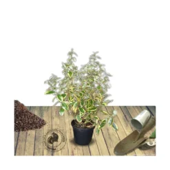 Elaeagnus X Ebbingei Viveleg®/pot De 7,5l - 80/100 Cm 7 Elaeagnus X Ebbingei Viveleg®/pot De 7,5l - 80/100 Cm -Promos Jardesia Magasin 640098670c86d5.86233137