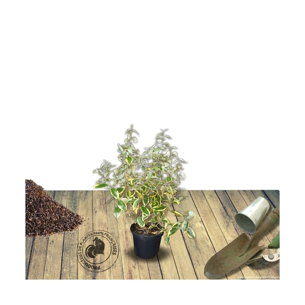 Elaeagnus X Ebbingei Viveleg®/pot De 7,5l - 80/100 Cm 2 Elaeagnus X Ebbingei Viveleg®/pot De 7,5l - 80/100 Cm – Image 2