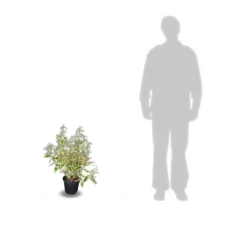 Elaeagnus X Ebbingei Viveleg®/pot De 7,5l - 80/100 Cm 8 Elaeagnus X Ebbingei Viveleg®/pot De 7,5l - 80/100 Cm -Promos Jardesia Magasin 64009867184123.05823370