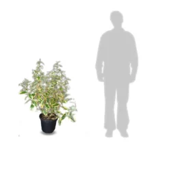 Elaeagnus X Ebbingei Viveleg®/pot De 7,5l - 80/100 Cm 9 Elaeagnus X Ebbingei Viveleg®/pot De 7,5l - 80/100 Cm -Promos Jardesia Magasin 640098671cc634.82681727