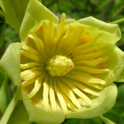 Tulipier De Virginie Tulipifera/pot De 12l - 150/175 Cm -Promos Jardesia Magasin 64009876add0b3.87943697