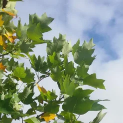 Tulipier De Virginie Tulipifera/pot De 12l - 150/175 Cm